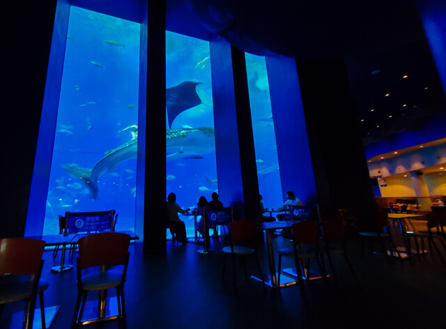 オーシャンブルー Ocean Blue 本部町 カフェ 食べログ オーシャンブルー Ocean Blue 本部町 カフェ 食べログ