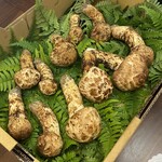 柚木元 - すごい松茸様