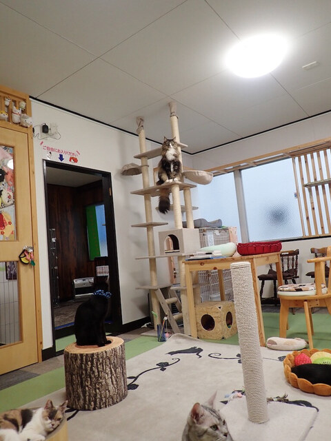 ねこカフェ 猫八 - 本八戸（その他）の写真