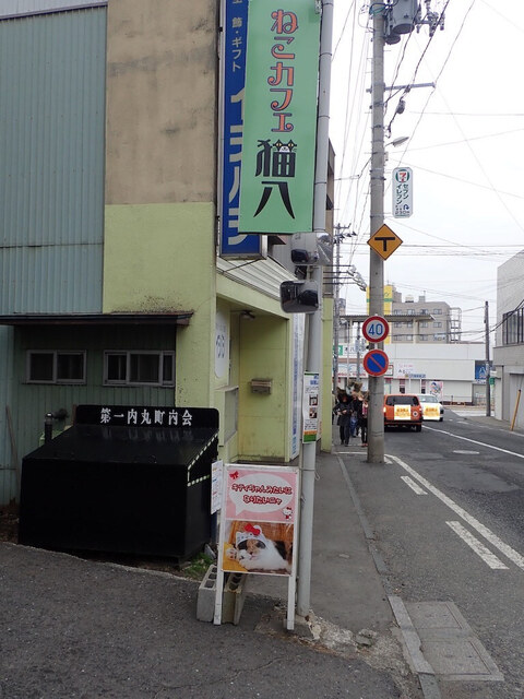 ねこカフェ 猫八 - 本八戸（その他）の写真