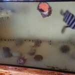 福松荘 - あわび、サザエ、いろいろ水槽！