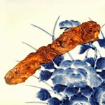 セテュヌ ボンニデー - アペロ