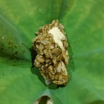 銀座 しのはら - 蒸し鮑