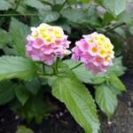 潮騒の宿 山海荘 - 神島の花