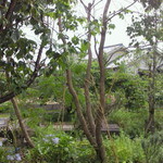 サリーガーデン - キッチンサリーとミュージアムの間の庭。