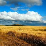 イオン - カザフスタンの麦畑