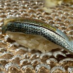 池袋 寿司 個室 空 - 