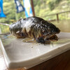 瀧見茶屋 - 鮎の塩焼き