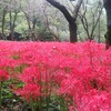 Pa-Kusu Nogawa - 野川公園の曼殊沙華