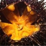 磯はん - 殻付きウニ