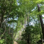 アマン京都 - 壮大な紅葉林
