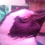 ペンギンのいるダイニングバー沖縄 - 