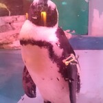 ペンギンのいるダイニングバー沖縄 - 