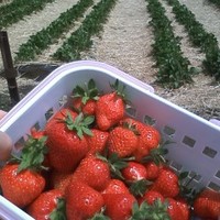 イチゴ狩り By きたゆきんこ ほどほど舎 刈込農産 止別 その他 食べログ