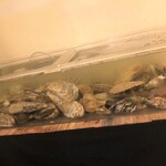 らうす海鮮二代目海彦 - 