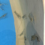 おららのコミセ - 