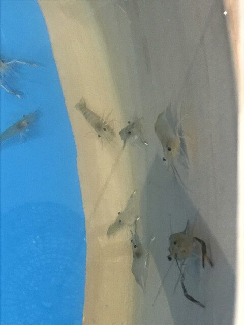 おららのコミセ - 福島市その他（カフェ）の写真