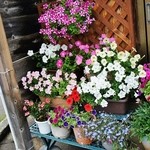 桟歩道 - お店様の入り口付近の花々です①