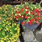 桟歩道 - お店様の入り口付近の花々です②