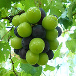 ラピアビンヤード - 農園主のラピア・ゲータンさんが第一子誕生記念に生み出したというニューピオーネとシャインマスカットのミックス  【農園のホームページより】