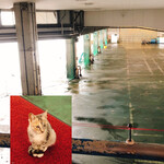 氷見 魚市場食堂 - 氷見漁港
      可愛い子ネコいました