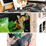 魚廣 - 番屋街のネコちゃん達
黒猫ちゃんが人懐っこくて可愛い♡