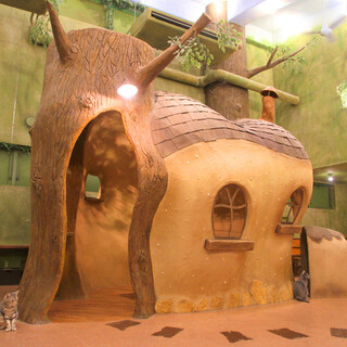 Cat Cafe てまりのおうち_2