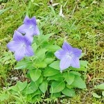魚沼茶房 - このお花は心が癒されます！（7/13UP）