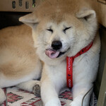 おかだうどん - 看板犬♪  秋田犬♪