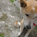 白川郷　平瀬温泉　白山荘 - 