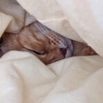 Samon - ヒトの布団にゲロ吐く犯猫