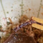 G麺７ - 刻んだビーツ