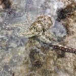 がじゅまる - タコを捕まえて、Before