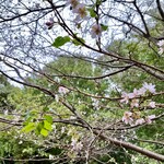 Kafesu Iren - 公園内に咲いていた十月桜