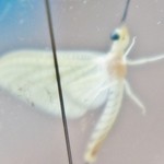 そば処 平石亭 - お店内から外の景色（蝶の幼虫？）です①（7/14UP）