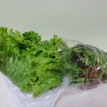 코코페리 - 상추, 그린 리프