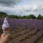 Farm Tomita Lavender East