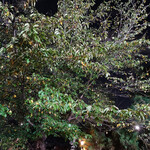創作和食 田 - 樹齢８０年の古木に黄色い葉がちらほら・・