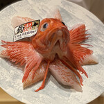 寿司 赤酢 - 釣りキンキはインパクト大！