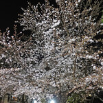 創作和食 田 - 夜桜におやすみなさい・・