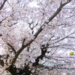 創作和食 田 - 樹齢８０年超えの古木の桜