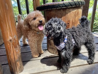 Aromatherapy & Cafe Bube - Date on the Terrace