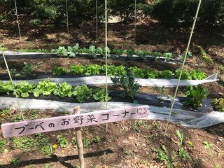 Aromatherapy & Cafe Bube - Vegetable Corner at Bube