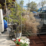 TAMAGAWA DINER - お隣の鉢植えのチューリップ