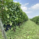 ドメーヌ・タカヒコ - 