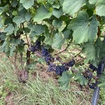 ドメーヌ・タカヒコ - 