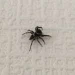 いりむら - 家の中で飼っているアダンソンハエトリ蜘蛛