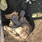 心晴 - 陸ガメちゃんがお出迎え(*^^*)