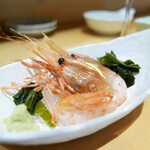 宮城の魚と赤酢のお寿司 魚が肴 - 牡丹海老（少々）