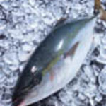 寿司・日本料理 みのわ - 